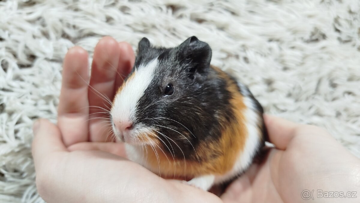 Morče, Morčata, Morčátko, Morčátka - JUSTÝNA A JESSIE - 15