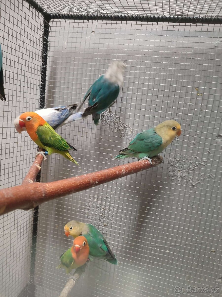 Agapornis ficheri - 15