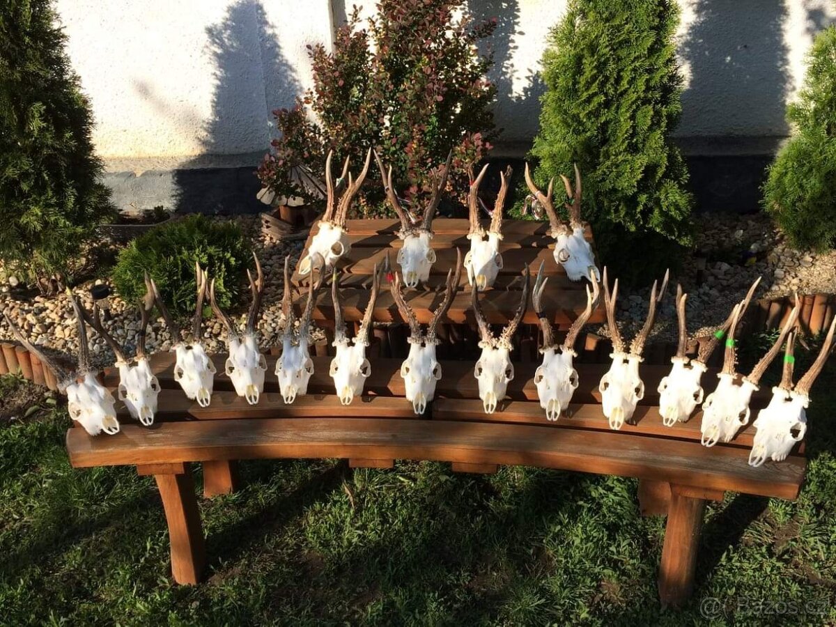 Polovačka v maďaesku - 15