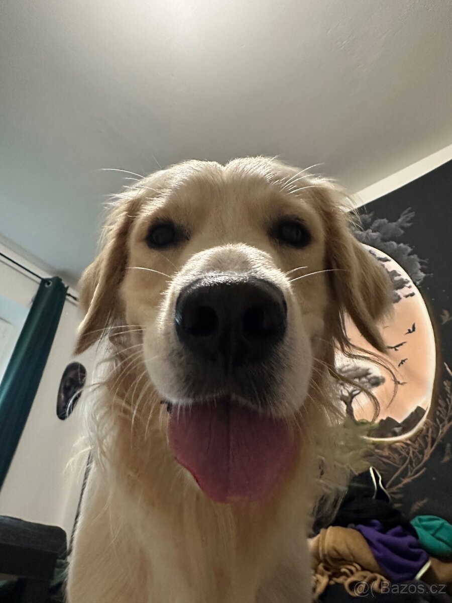 Zlatý retrívr ke krytí bez pp - 15