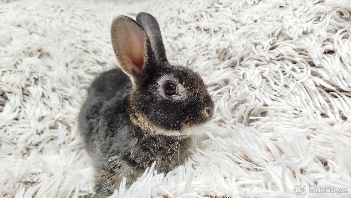 Zakrslý králík, králíček -(REX)-DAISY - 15