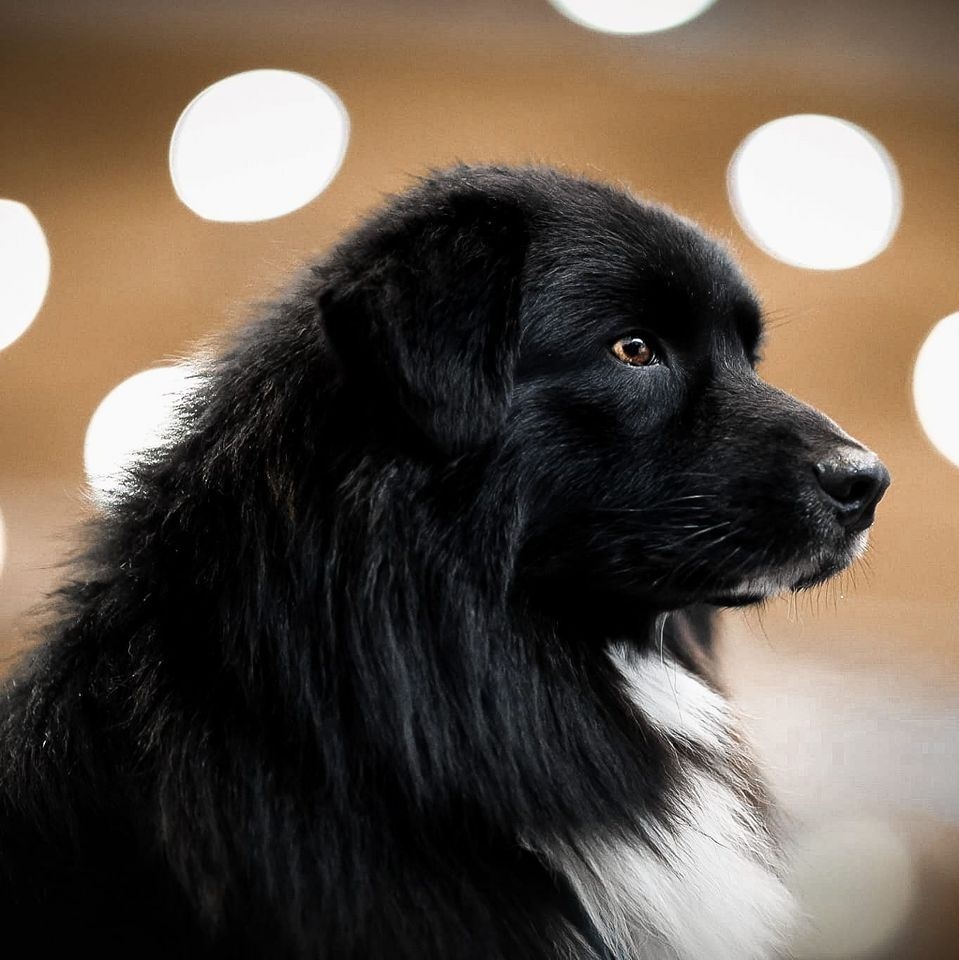 Australských ovčák s PP - 15