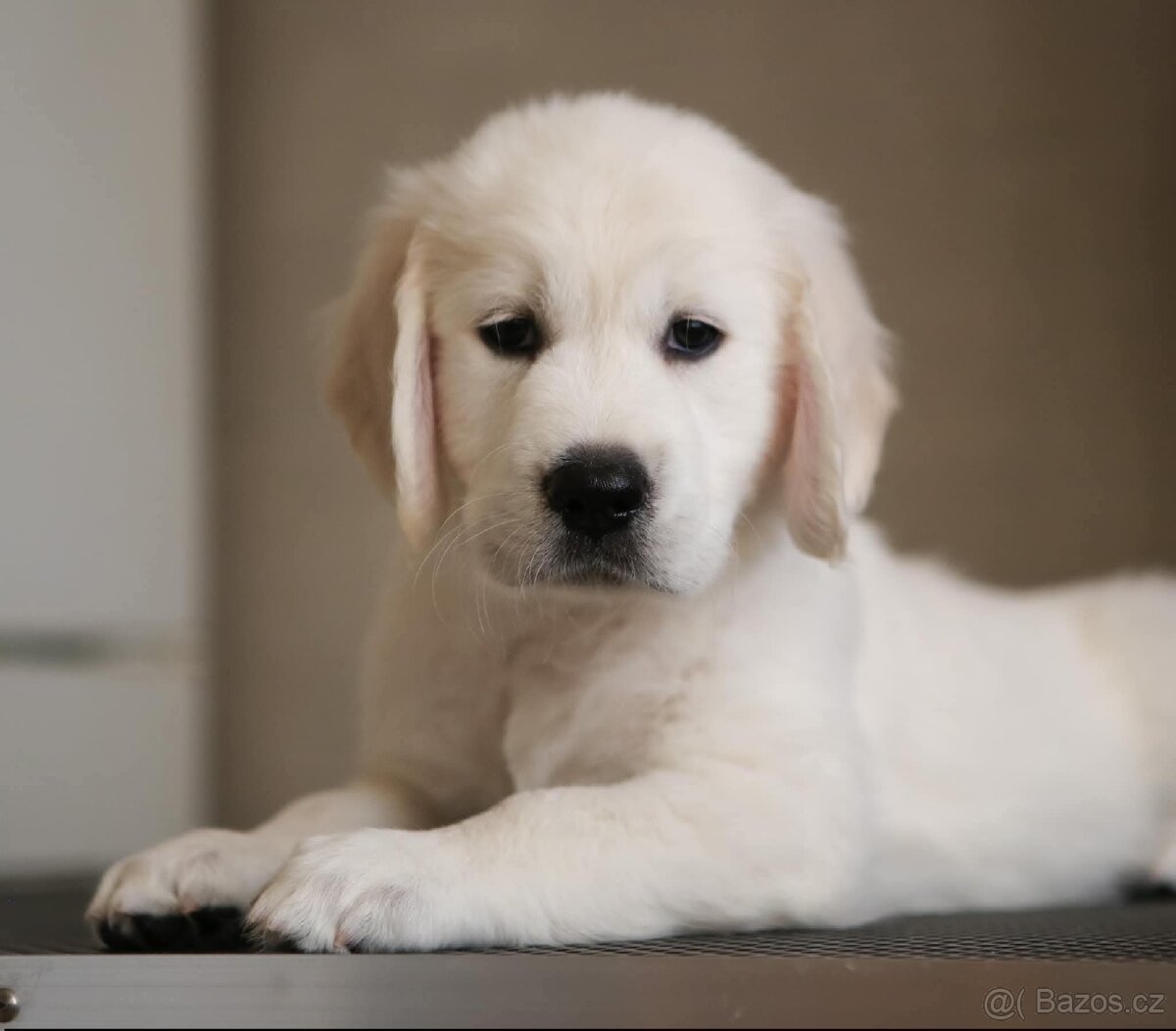 Zlatý Retrívr - 15