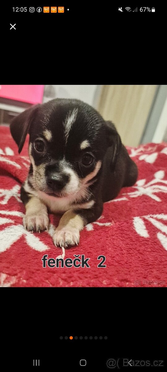 Čivava mini štěňata bez pp - 15