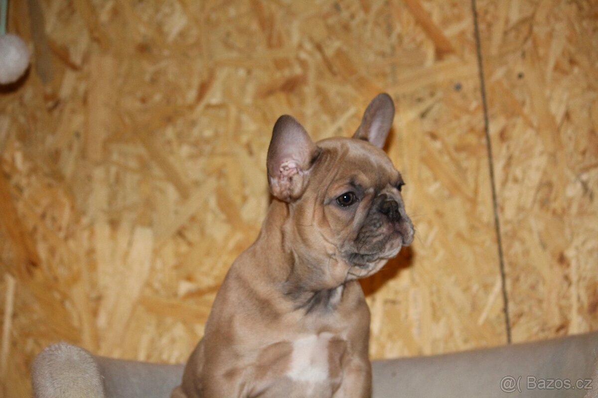 Francouzský buldoček s PP - 15
