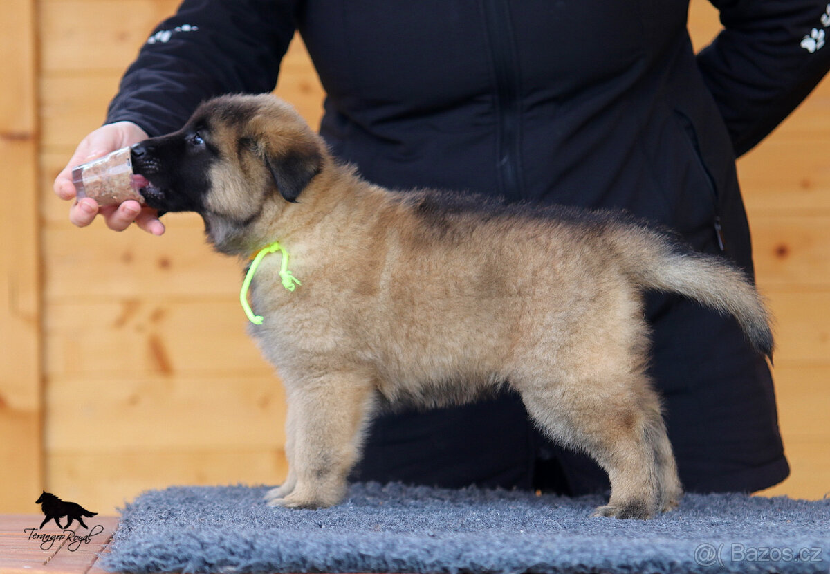 Belgický ovčák Tervueren - štěňátka s PP - kluci - 15
