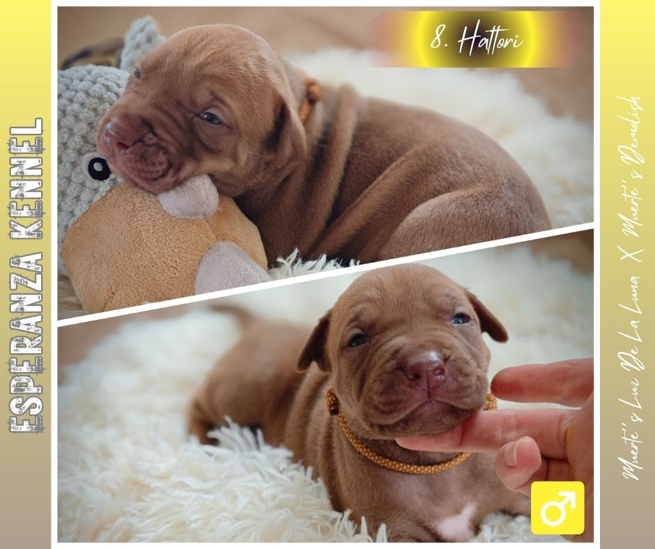 Americký pitbull teriér štěňata s PP - 15