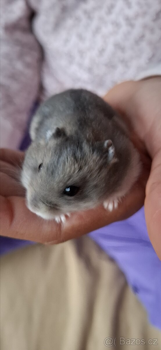 Křeček džungarský - 15