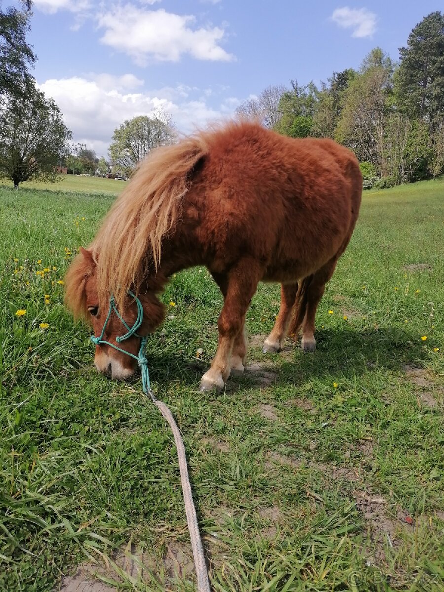 Pronájem pony - 15