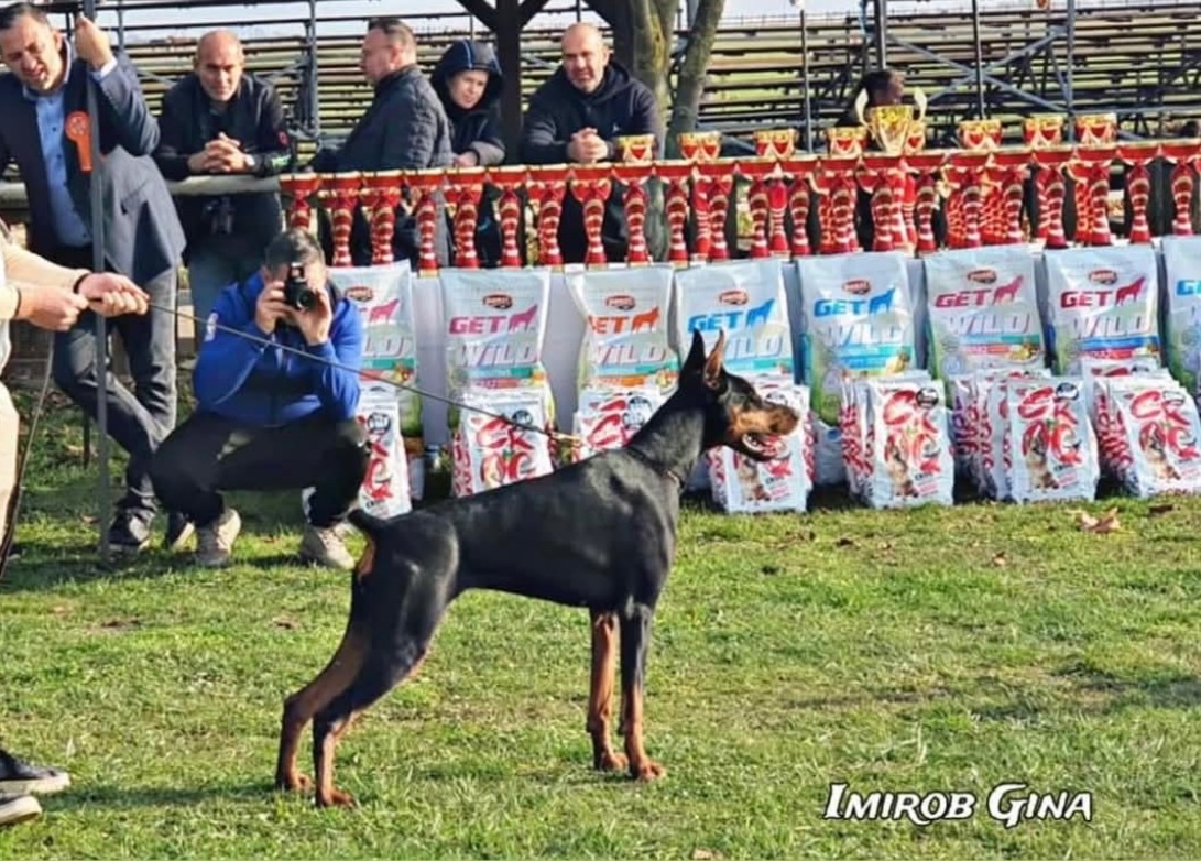 DOBERMAN S FCI PP - dobrman štěňata - 15