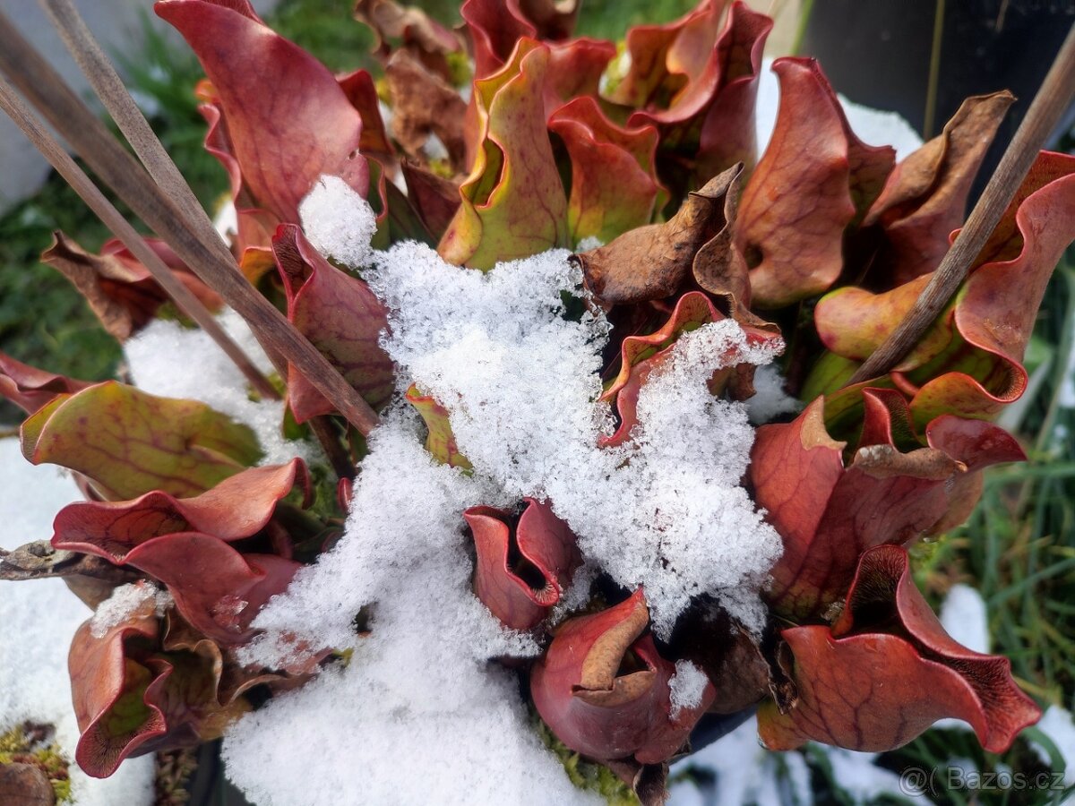 Venkovní masožravé rostliny - 15