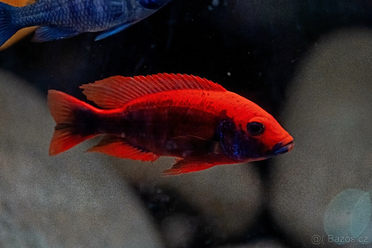 Malawi tlamovci - 15