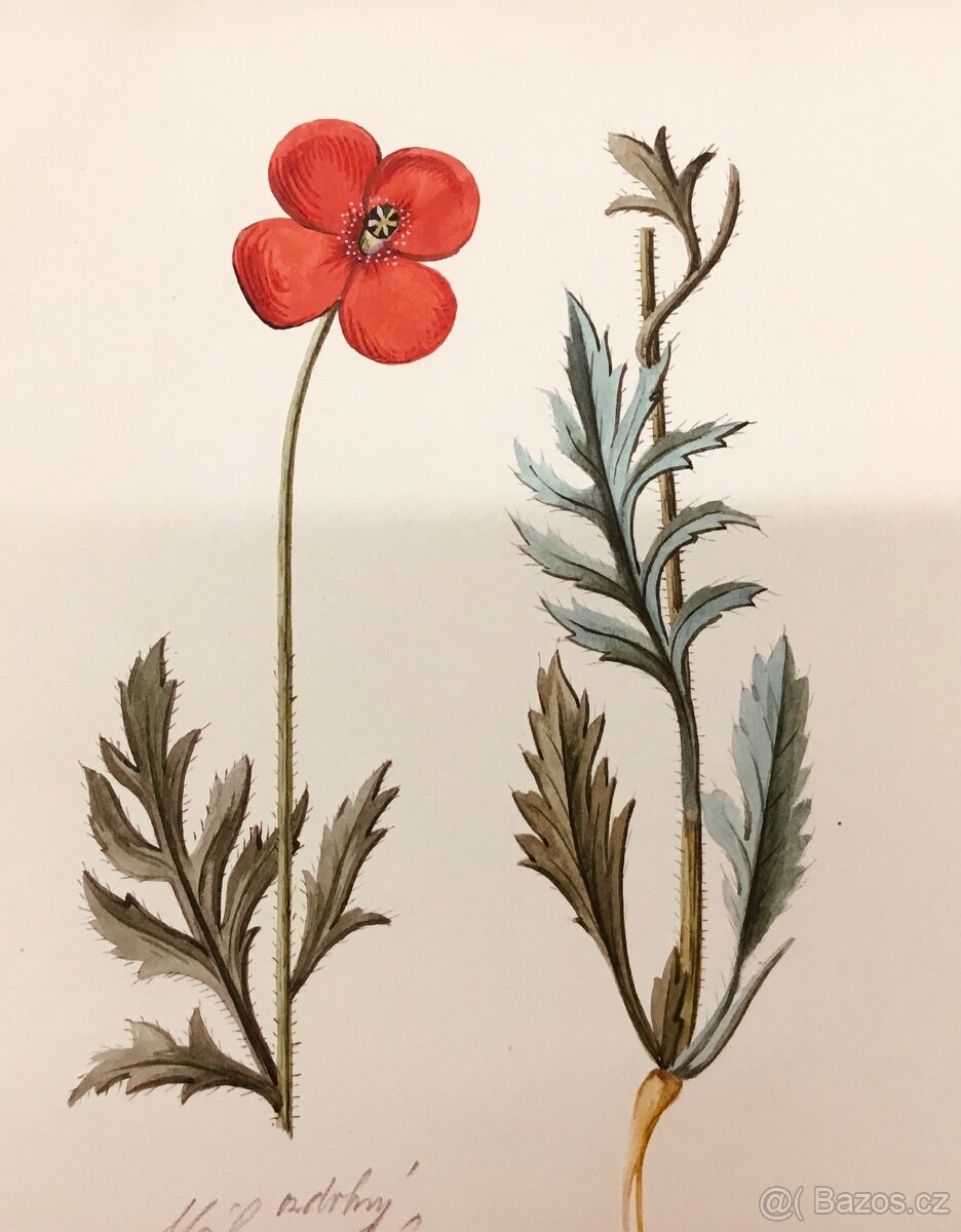 90 originalnich maleb rostlin z roku 1900 - 15