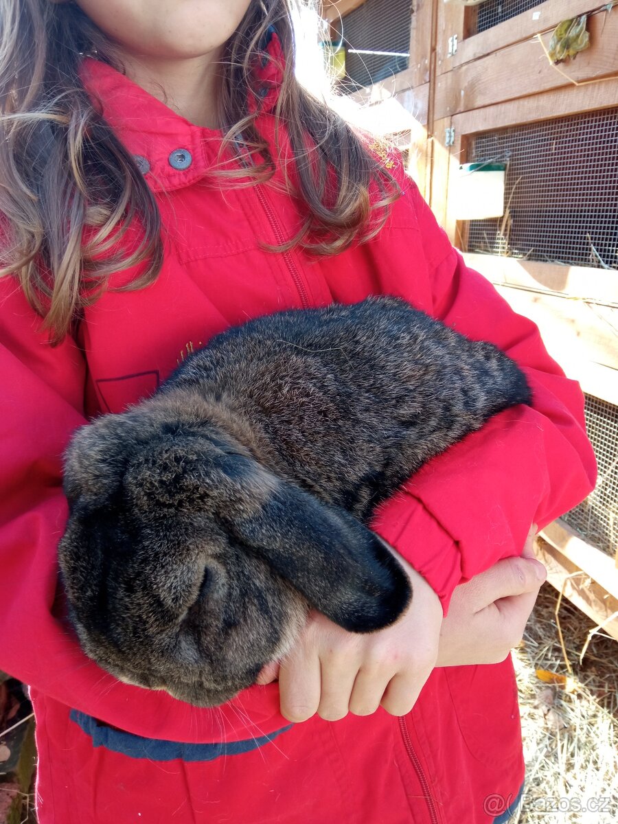 Zakrslý králík - 15