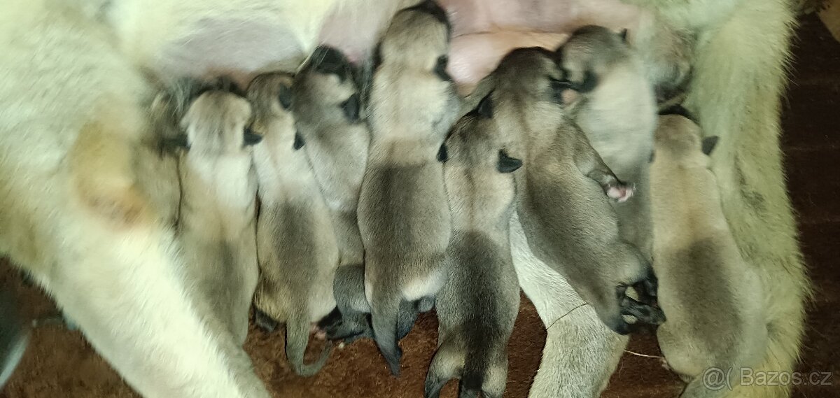 Kangalský pastevecký pes- štěňátka s pp - 15