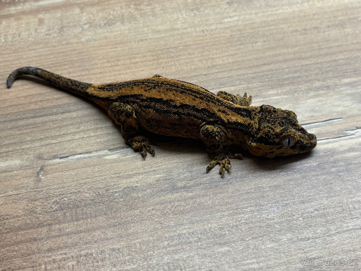 pagekon hrbolkohlavý,pagekon řasnatý - 15