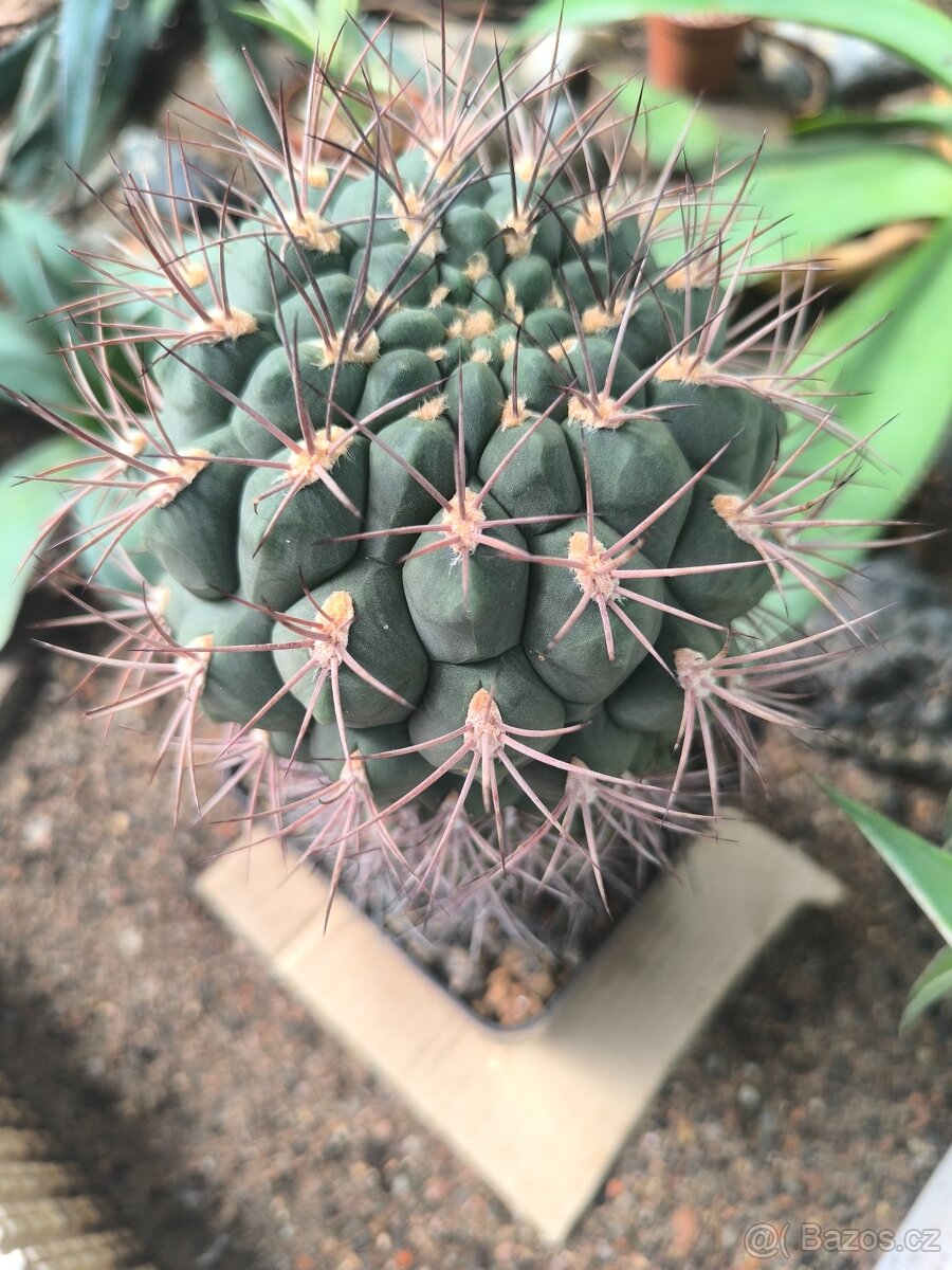 Kaktusy - 15