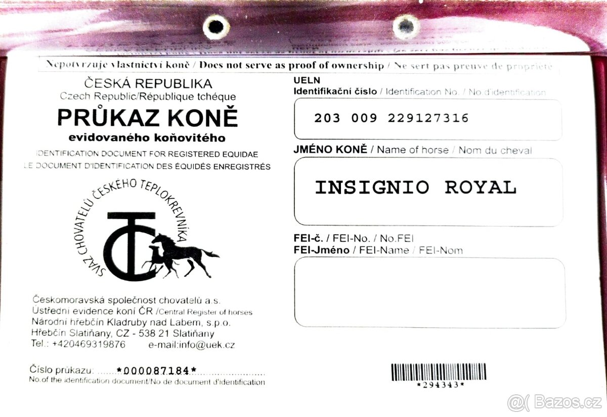 valach 9 let, 158 cm kůň pro ženu - 15