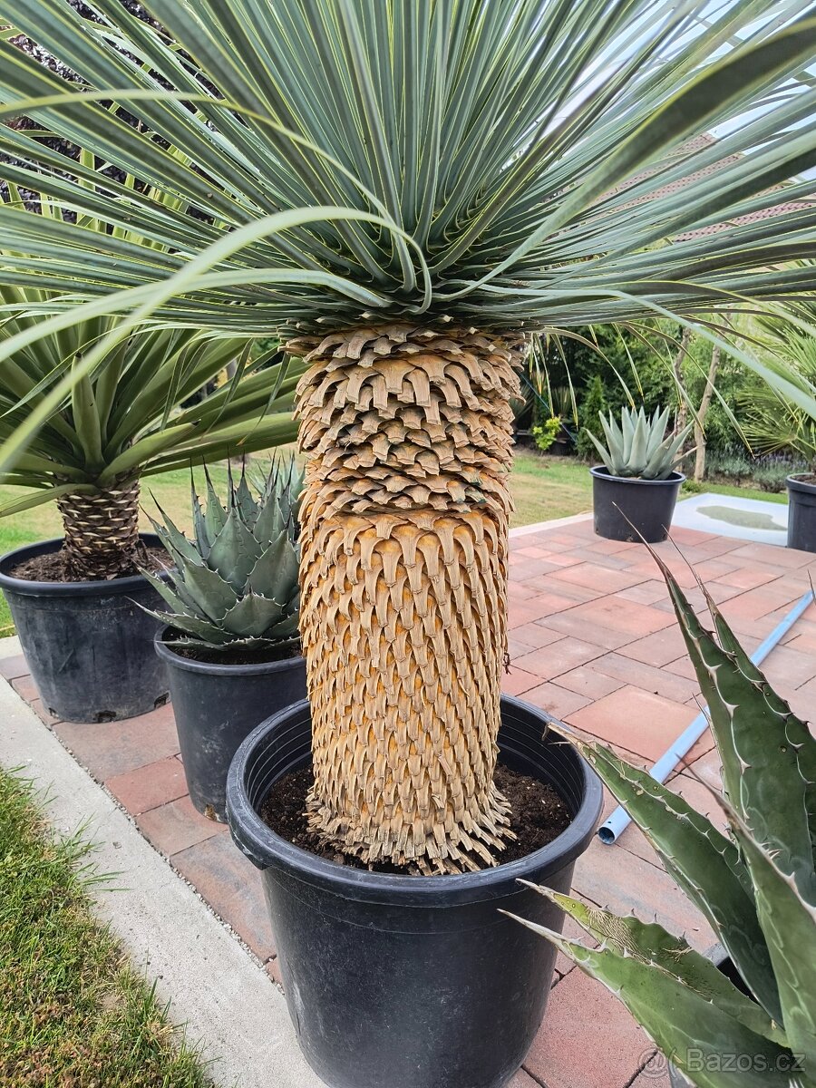 Sabal brazoriensis yucca juka - 15