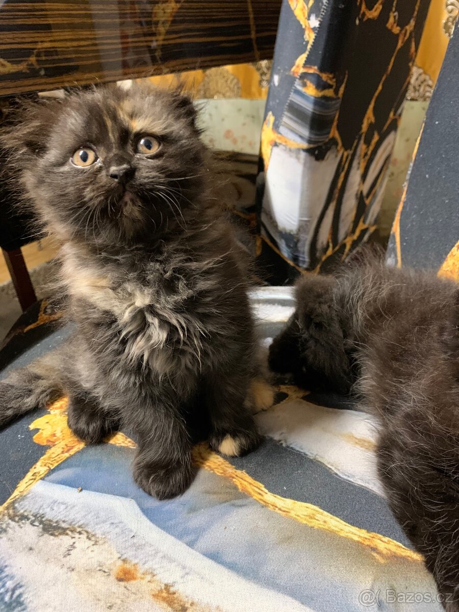 Britská koťátka - 15