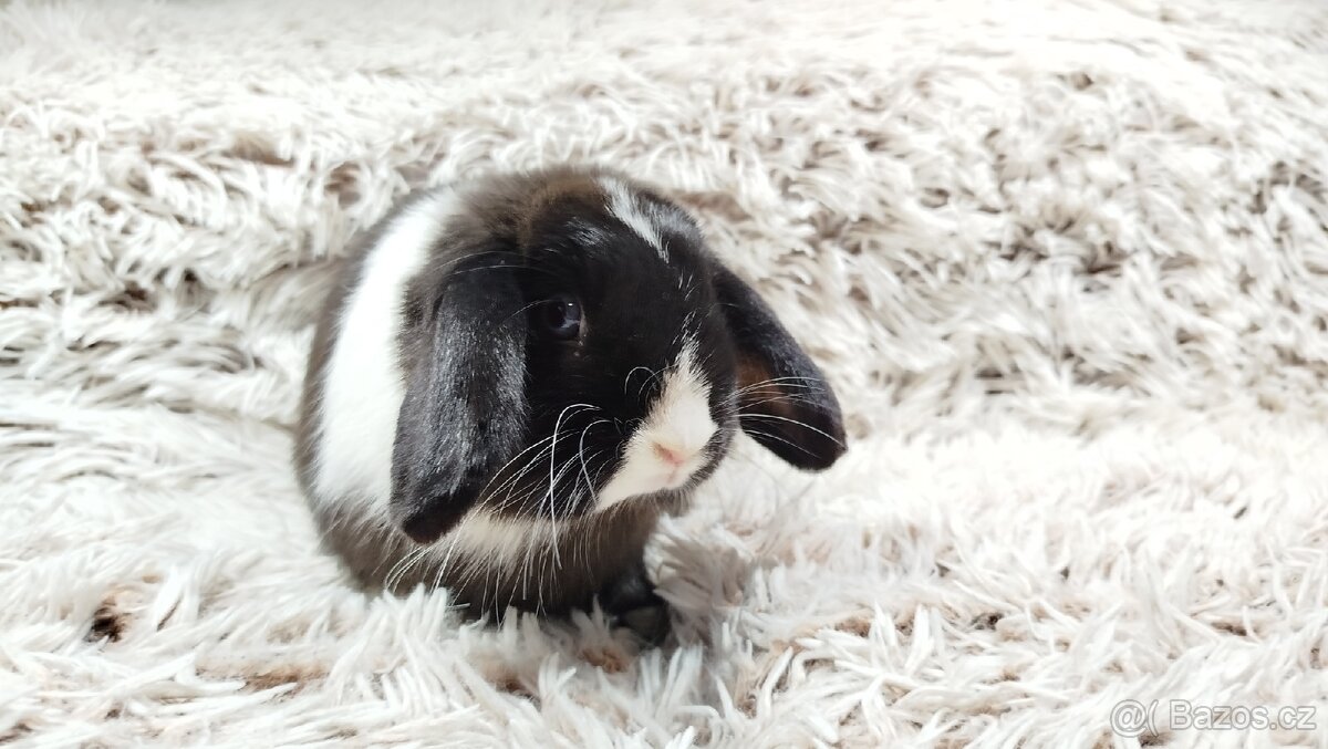 Zakrslý beránek, králíček, králík - 15