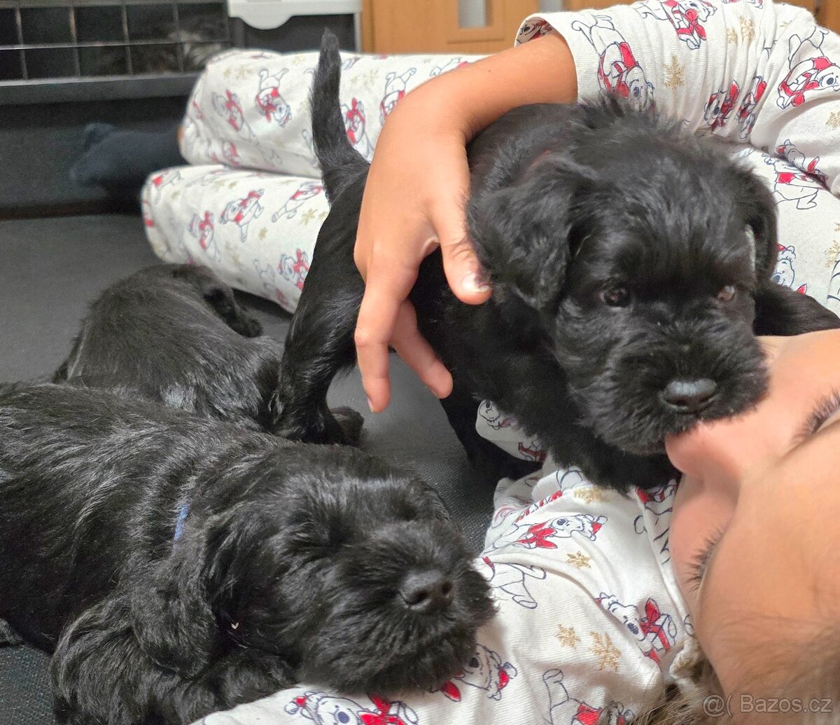 Knírač malý černý - 15