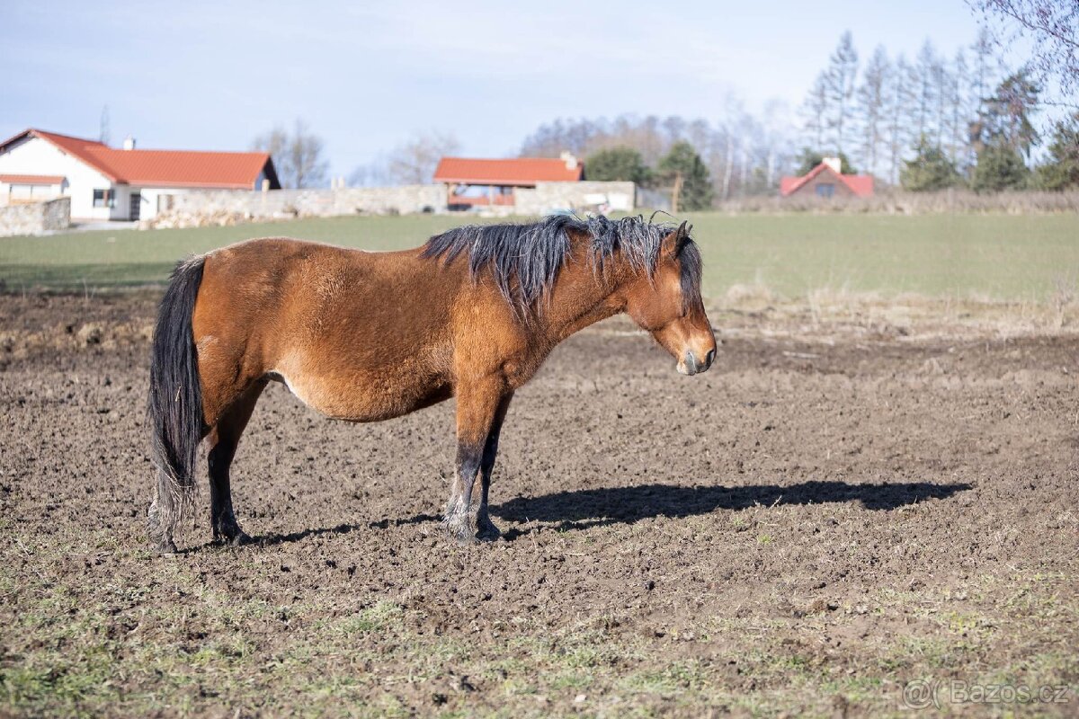 Huculská klisna, hucul, rekreace, vyjížďky, hipoterapie. - 15