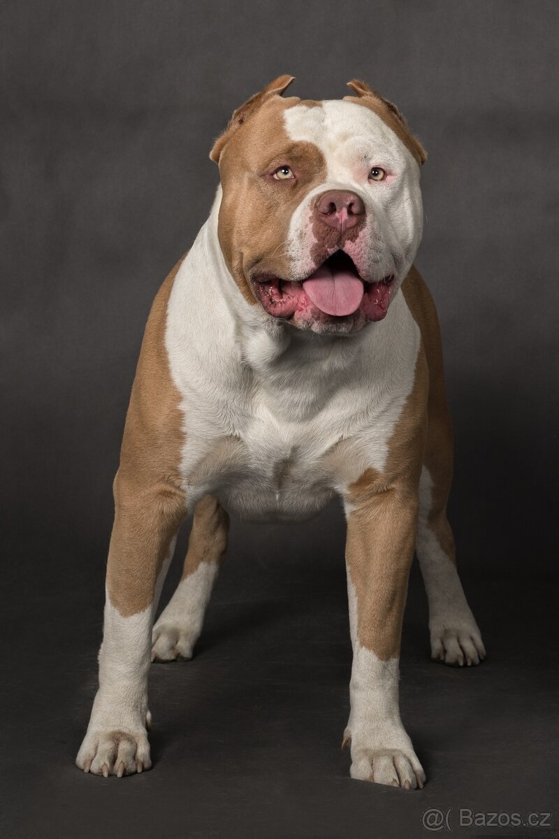 American bully xl - 15