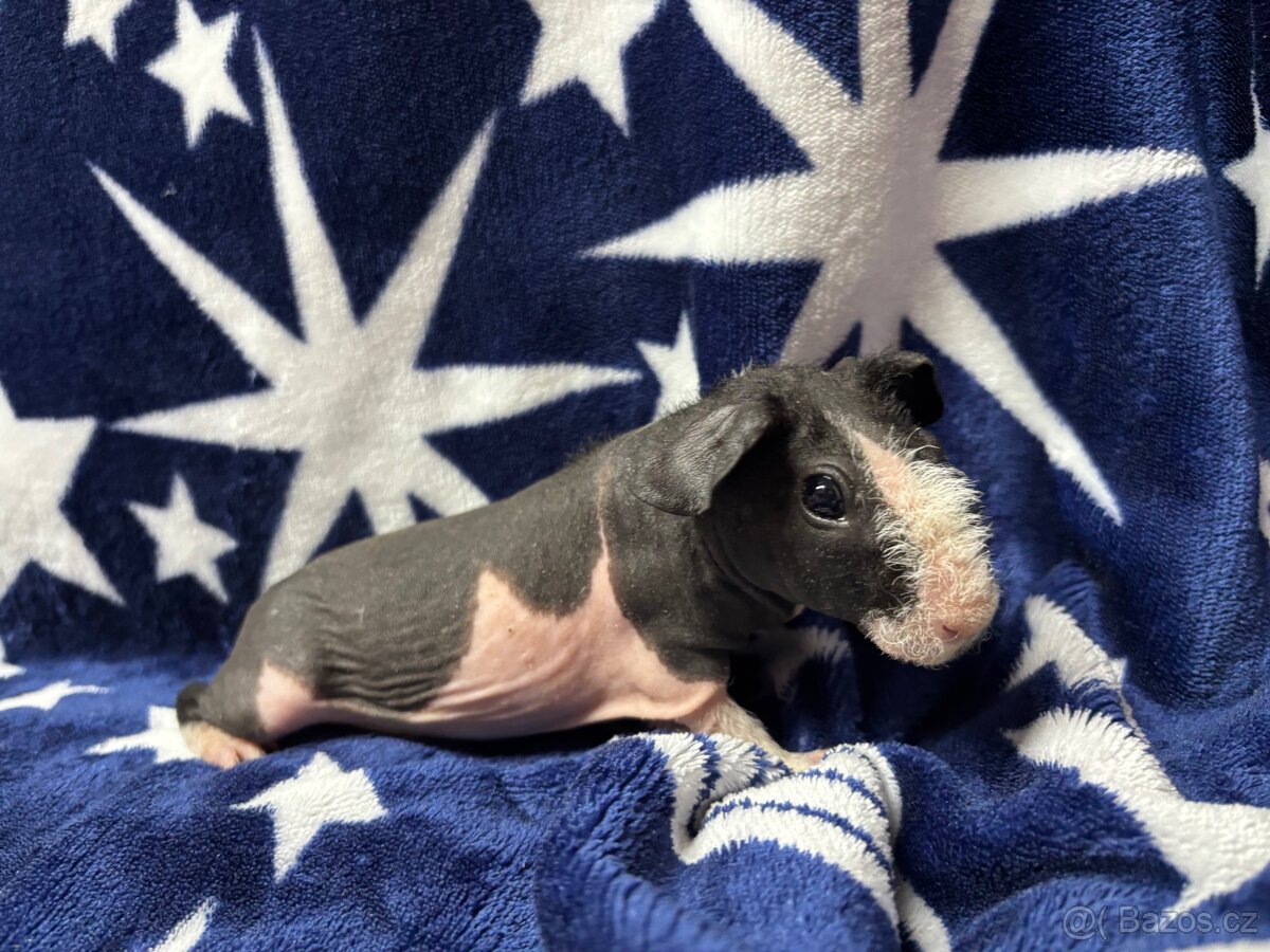 Skinny morče, samečci s PP - 15