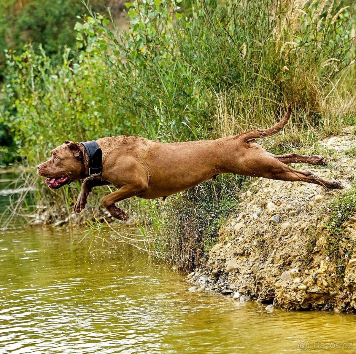 BANDOG, cane corso, doga, pitbull - 15
