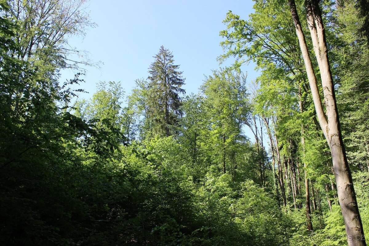 Prodej nevytěženého lesa u Luhačovic - 3,25 ha - 15