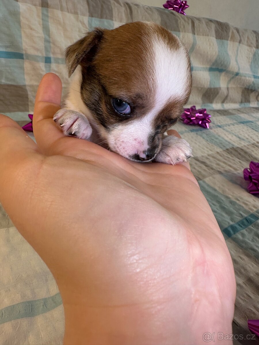 Hairless čivava - naháč - 15