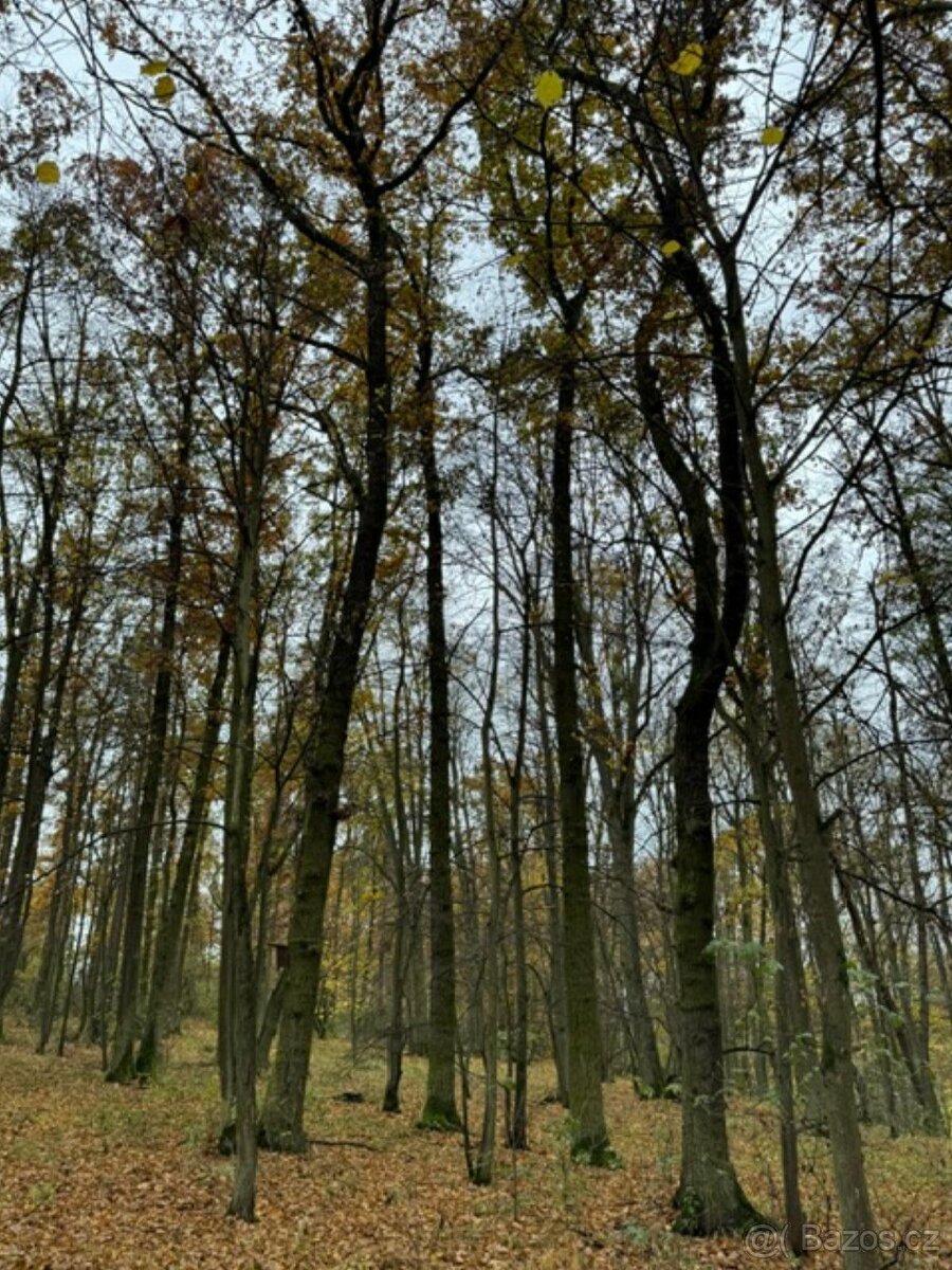 Prodám lesní pozemek v k.ú. Snopoušovy - 15