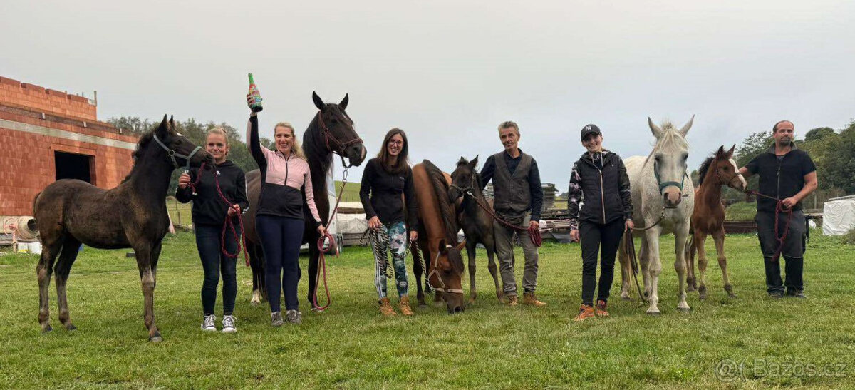 Připouštění černým hřebcem Welsh Cob D - rok 2026 - 15