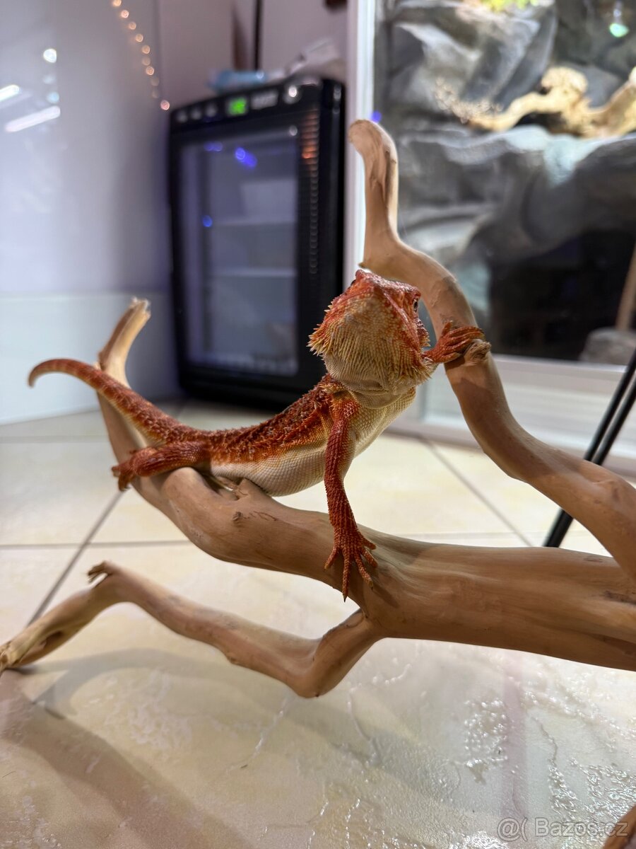 Agama vousatá mláďata k prodeji - 15