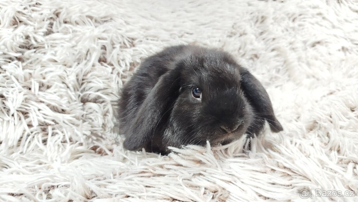 Zakrslý beránek, králíček, králík - BRUNO - 15