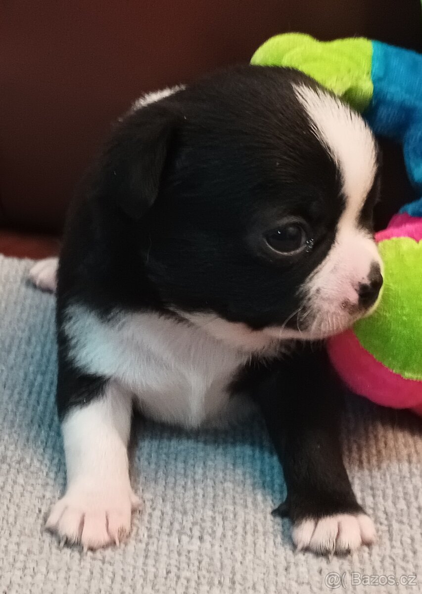 Čivava s PP, krásná štěňátka k odběru. - 15