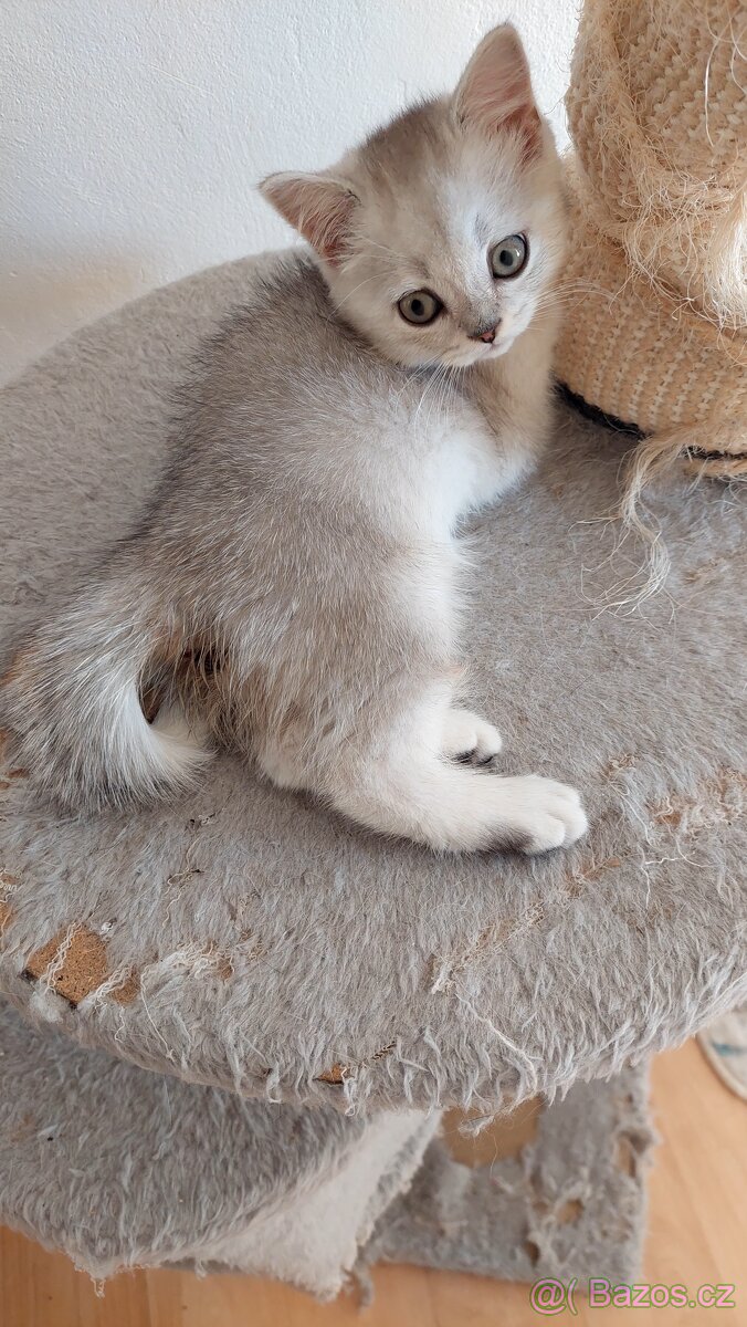 Skotské koťata bez PP - 15