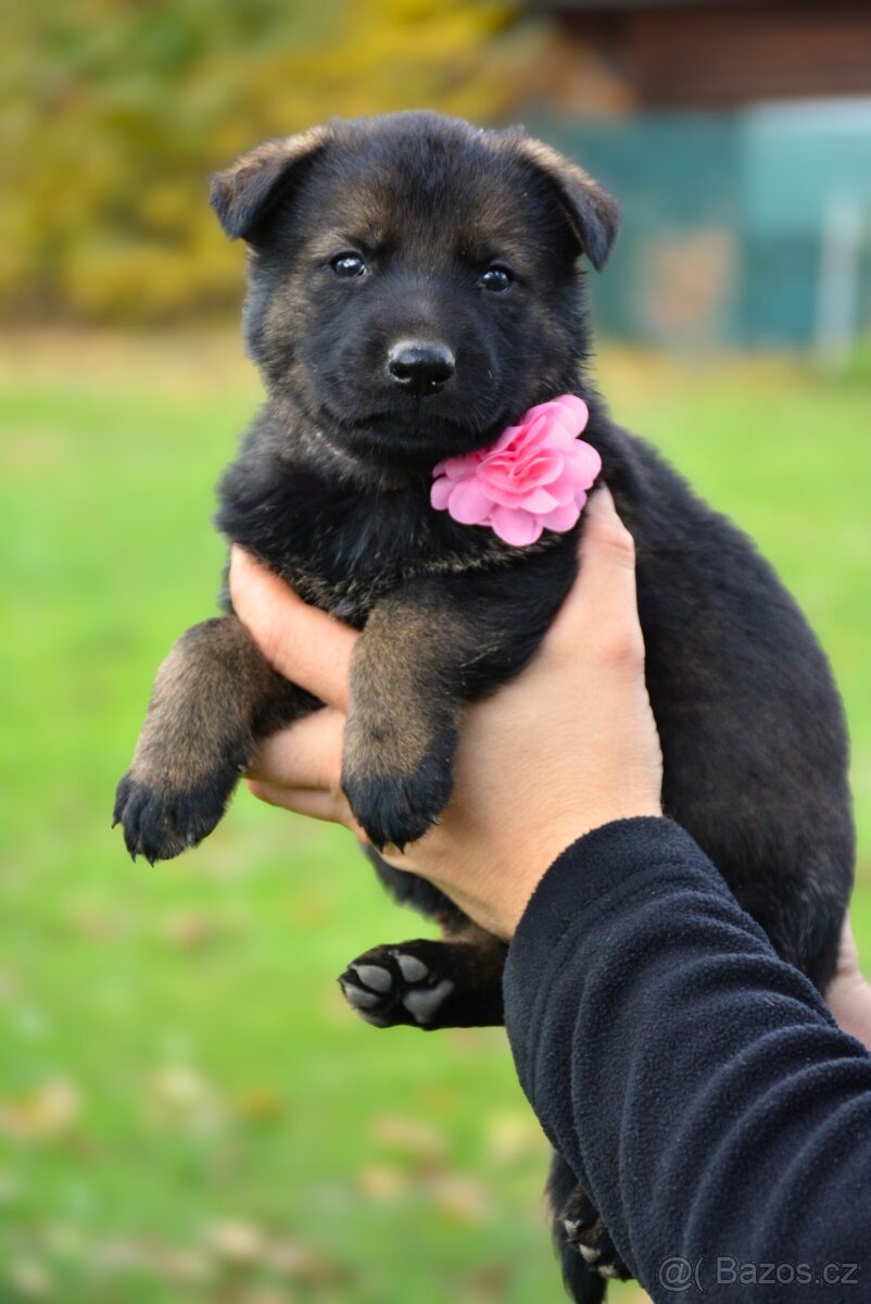 Německý ovčák s PP - 15