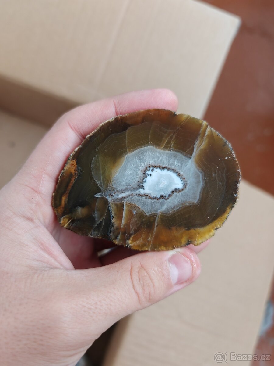 Acháty řezy Timor - 15