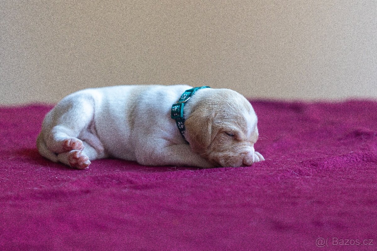 Saintgermánský ohař - štěňátka k zamluvení - 15