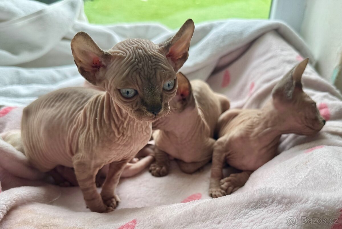 Koťata Sphynx-Elf-Strike - 15