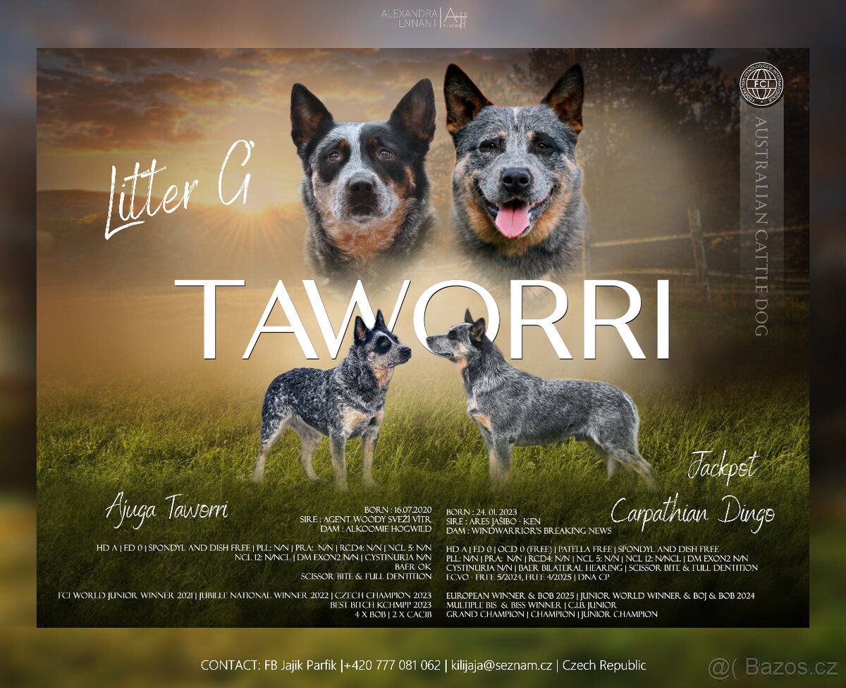 Australský honácký pes, rezervace štěňat s PP, volní kluci - 15