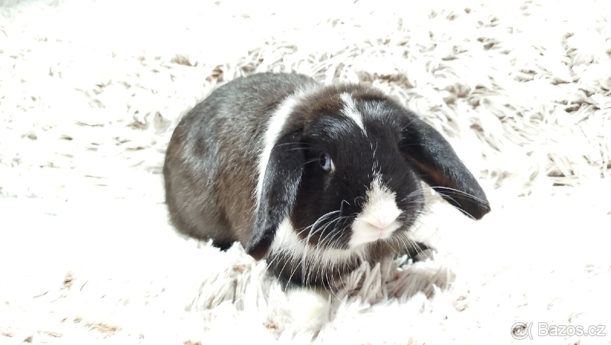 Zakrslý beránek, králíček, králík - LADY - 15