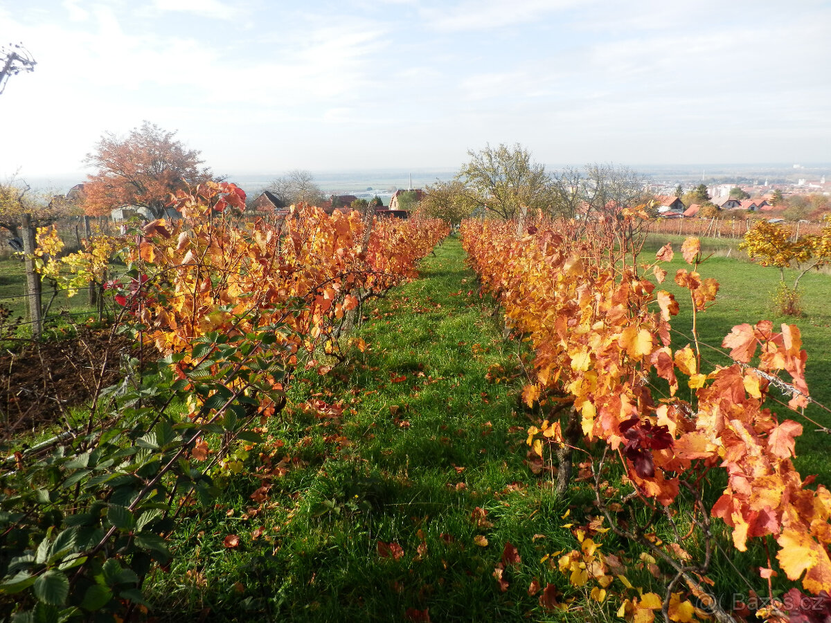 Predám vinohradnícky domček s pozemkom v Skalici na Slovensk - 15
