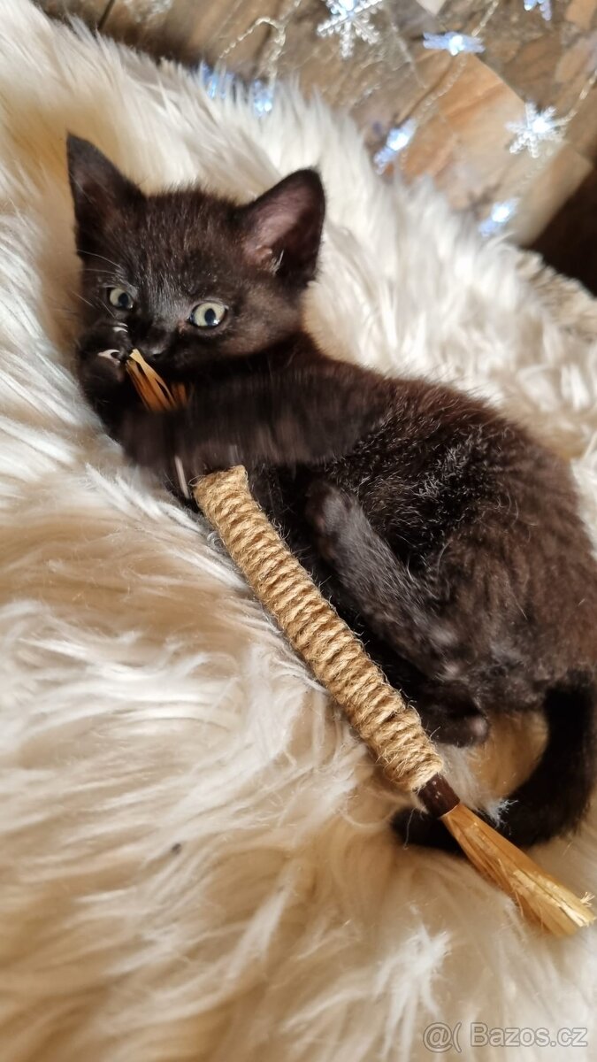 Britská černá krátkosrstá a dlouhosrstá koťata - 15