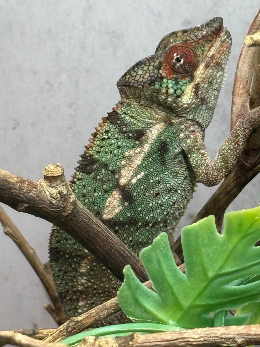 Chameleon pardalis - nosy be - 15