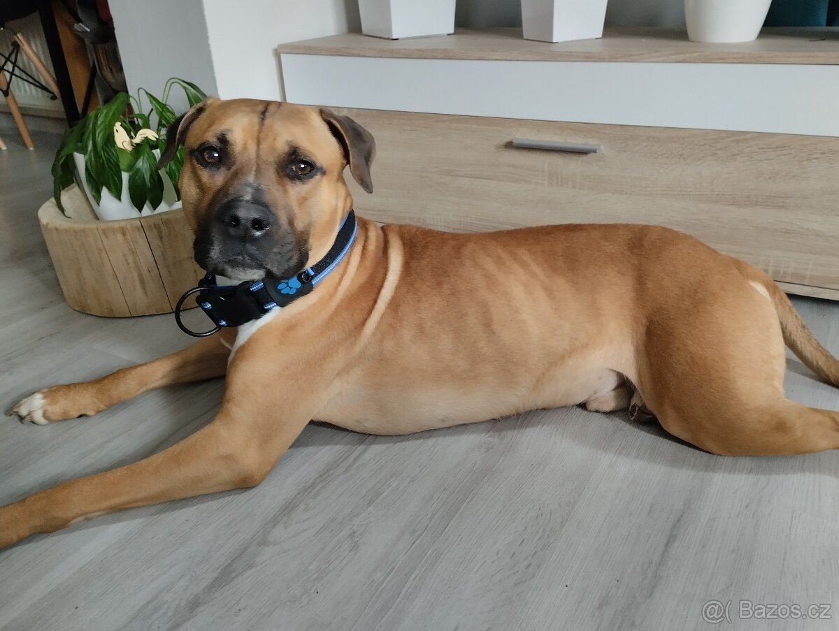 🐾 Americký stafordšírský teriér - 15