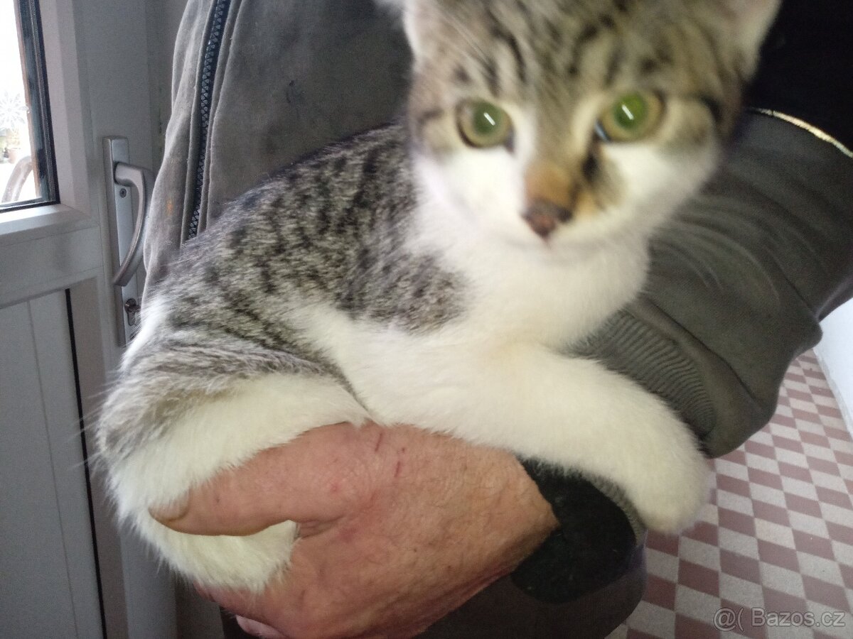 Koťátka - 15