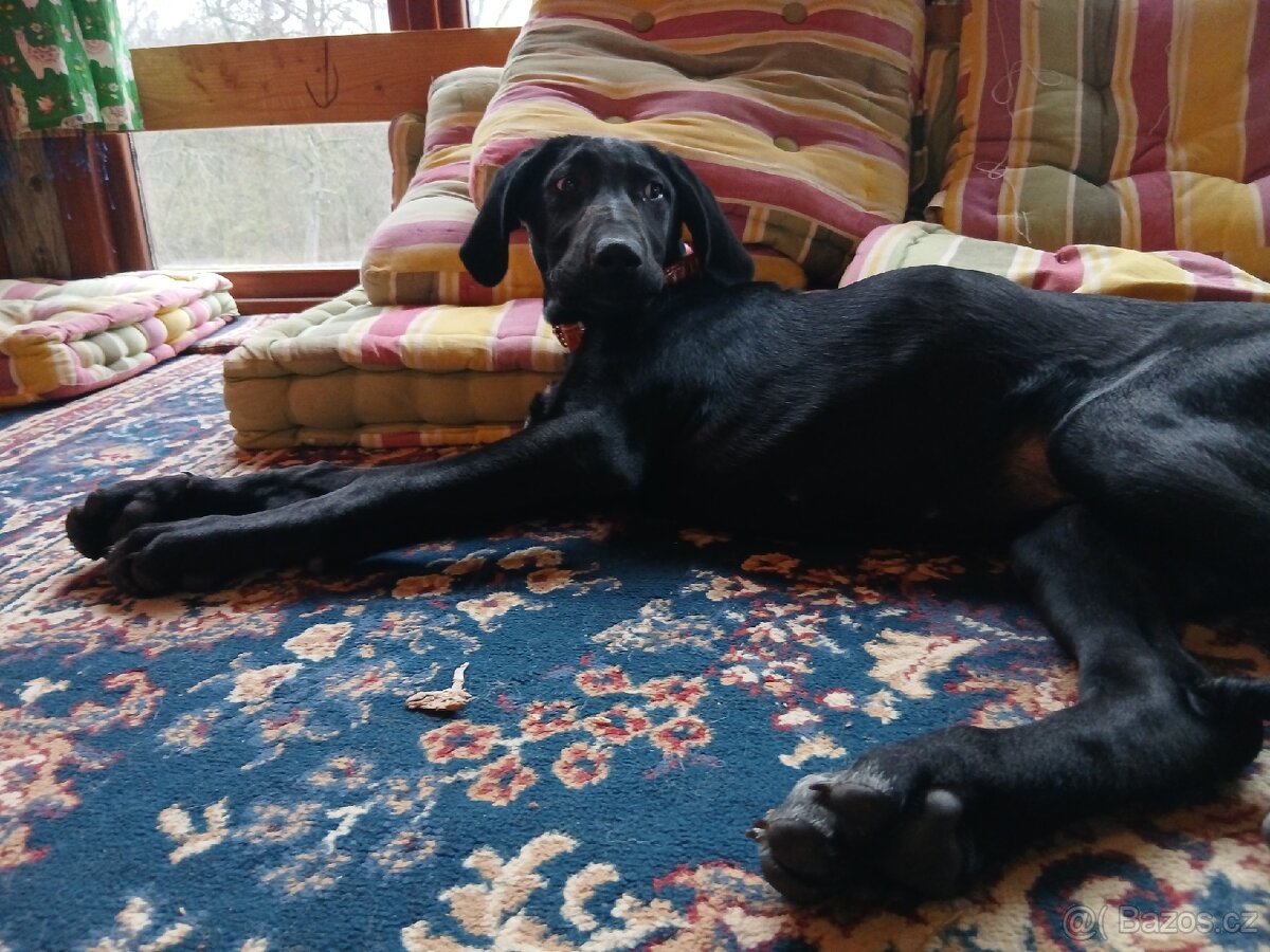 ŠTĚŇÁTKO, ŠTĚŇÁTKA, ŠTĚŇATA, ŠTĚŇE K ODBĚRU - 15